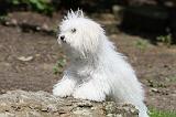 BICHON BOLONAIS 022